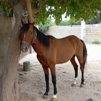 ۲ رس اسب نریان باری سواری|اسب و تجهیزات اسب‌سواری|کوهی‌خیل, |دیوار