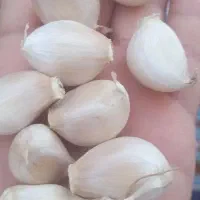کاشت سیر