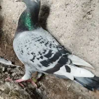 ۴عدد کبوتر فروشی|پرنده|نیمروز, |دیوار