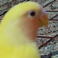 جوجه برزیلی زرد چشم شرابی  و سبز