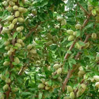 نهالستان ارقام متنوع میوه های اصلاح شده پالیز|خدمات باغبانی و درختکاری|پاوه, |دیوار