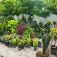 طراحی و کاشت رایگان باغچه /ضمانت خدمات/