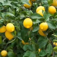 فروش باغ لیمو