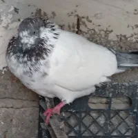 باسلام و احترام جوجه پاکستانی دانه ای ۳۰۰تومن|پرنده|رشت, گیل|دیوار