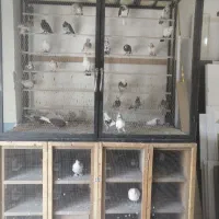 کفتر یا کبوتر