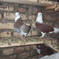 فروشی|پرنده|خان ببین, |دیوار