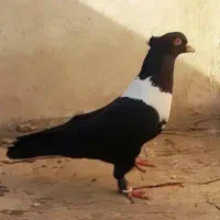 کفتر سینه سیاه