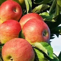 تولید و عرضه نهال سیب مشهدی|خدمات باغبانی و درختکاری|فردیس, شهرک هفده شهریور|دیوار