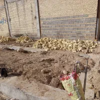 زمین مسکونی ۳۹ گزی سند تک برگ
