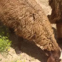 یک‌عددبره‌ماده‌چاق