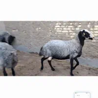 فروش ۵ عدد میش شال ۲ قلو زا|حیوانات مزرعه|اصفهان, دانشگاه اصفهان|دیوار