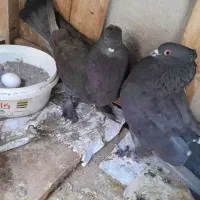 کبوتر رواعب لانگ فیس