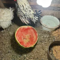 خروس|حیوانات مزرعه|سبزوار, هویزه|دیوار