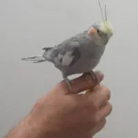 عروس هلندی زیبا و خوش صدا|پرنده|بوکان, |دیوار