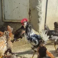 مرغ و خروس محلی مرغ گلیل|حیوانات مزرعه|دینور, |دیوار