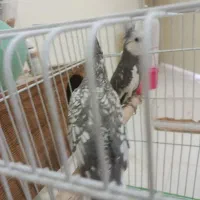 عروس هلندی|حراج|شاهین‌شهر, طالقانی|دیوار