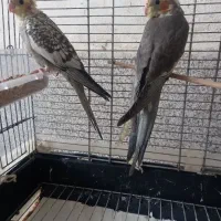 عروس هلندی|پرنده|رشت, حمیدیان|دیوار