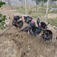 بوقلمون