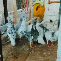 سار سرور به قیمت