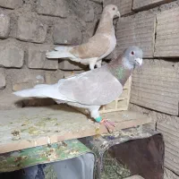 وسایل اسباب بازی