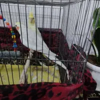 عروس هلندی لوتینو|پرنده|سهند, |دیوار