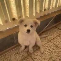 سگ پامر اشیپتز‌