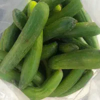 خیاربوته ای