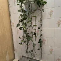 گل طبیعی|گل و گیاه طبیعی|یزد, |دیوار