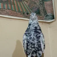 کبوتر دم سفید