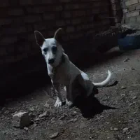 سگ پاکوتاه نر خوشگل