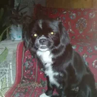 سگ پکنیز|سگ|لنگرود, |دیوار