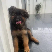 ۳ طوله ۴ ماه ژرمن دوتا موبلند یکی پسر