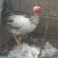 دوعدد خروس گردن لختی