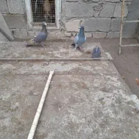 کبوتر|پرنده|میانه, |دیوار