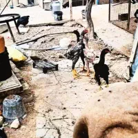 تخم لاری اوشامو|حیوانات مزرعه|بجنورد, |دیوار