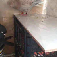 کبوتر نر اشعل کوهی