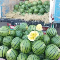 میوه و صیفی جات عمده موز گوجه هندوانه انبه