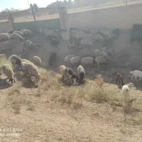 گله میش وبز جوان یک صاحب  برای مالداری  وپرواری|حیوانات مزرعه|رضویه, |دیوار