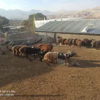 بره نر|حیوانات مزرعه|نورآباد, |دیوار