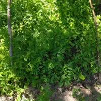 نشا گوجه و بادمجان ،شمعدونی