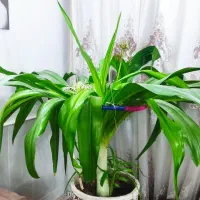 سوسن عنکبوتی