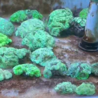 فرشته خجالتی ABSHOR آبشور|ماهی|تهران, جوادیه تهرانپارس|دیوار