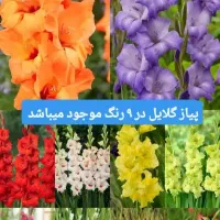 پیاز گل گلایل رنگی هلندی