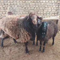 قوچ دو ساله هترو و بره ماده|حیوانات مزرعه|ملک‌آباد, |دیوار