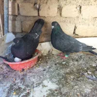 کبوتر|پرنده|خوانسار, |دیوار