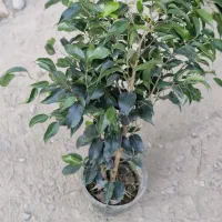 حراج فوق‌العاده تمامی گل های آگهی فقط 1.6.5ت|گل و گیاه طبیعی|مشهد, هدایت|دیوار