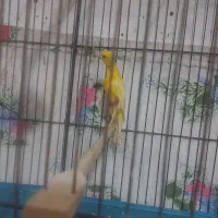 ۱۵ عدد قناری نرو ماده|پرنده|بروجرد, |دیوار