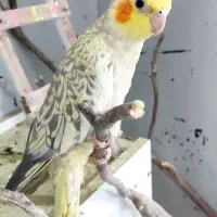 یه جفت عروس هلندی مولد