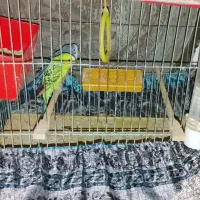 مرغ عشق وقفس