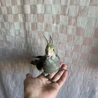 جوجه سرلاکی طوطی عروس هلندی